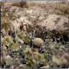 Mortier 3 pouces (20 septembre 1944)